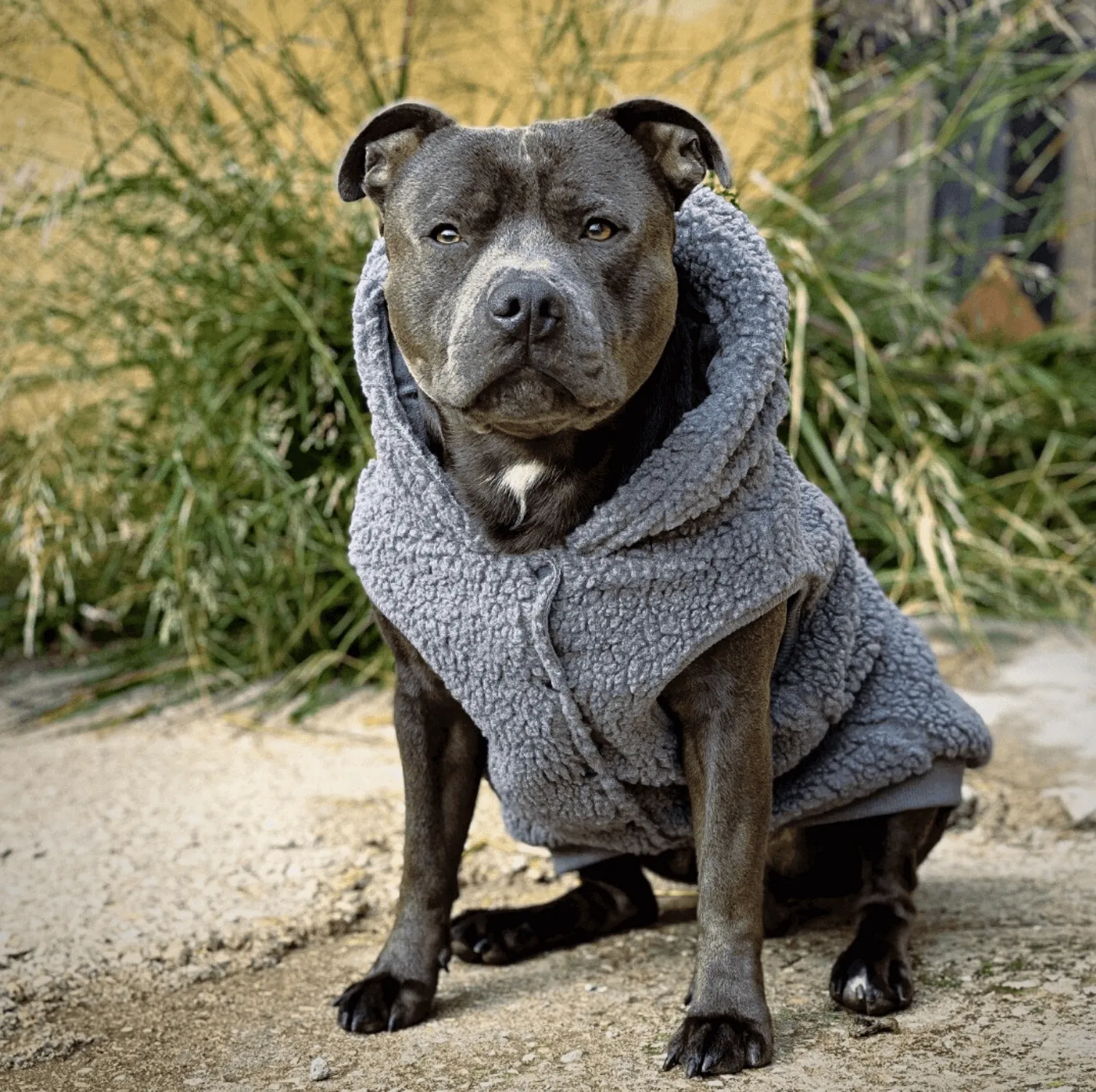 Teddy Sherpa Dog Jackets